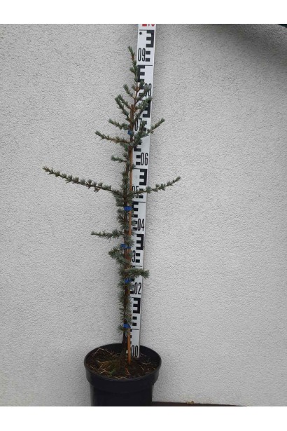 Кедр ліванський Glauca - 5л/вис.70-80см/Ø30-40см